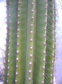 Browningia chlorocarpa