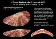 Fissurella fascicularis
