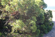 Eucalyptus lehmanii