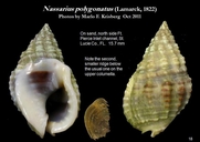 Nassarius polygonatus