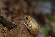 Brown Treefrog
