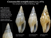 Costoanachis semiplicata
