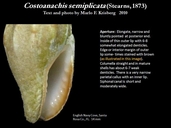 Costoanachis semiplicata