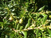 Escallonia myrtilloides