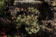 Eriophyllum lanatum var. croceum