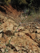 Antirrhinum vexillocalyculatum ssp. intermedium
