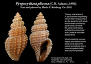 Pyrgocythara plicosa
