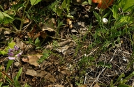 Astragalus agrestis