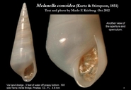 Melanella conoidea