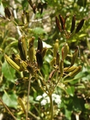 Osmorhiza occidentalis