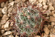 Sclerocactus nyensis