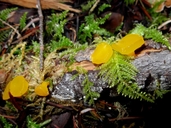 Guepiniopsis alpinus