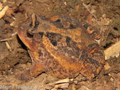 Proceratophrys cristiceps