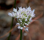 Allium sanbornii var. congdonii