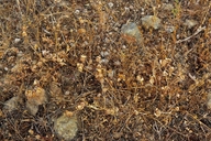 Trifolium microcephalum