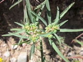 Euphorbia exstipulata var. exstipulata