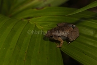 Borneo Narrow-mouthed Frog