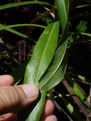 Trematolobelia grandifolia