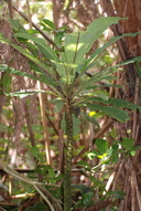 Cyanea tritomantha