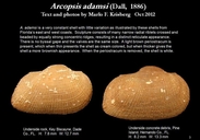 Arcopsis adamsi