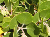 Arctostaphylos parryana ssp. parryana
