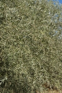 Salix exigua