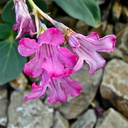 Cycladenia humilis