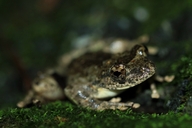 Kajika Frog