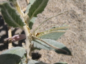 Oenothera californica ssp. eurekensis