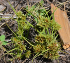 Cyperus squarrosus