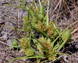 Cyperus squarrosus