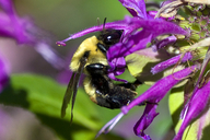 Brown-belted Bumble Bee