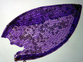 Sphagnum papillosum