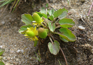 Ranunculus cymbalaria