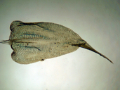 Rhytidiadelphus subpinnatus