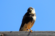 Falco femoralis septentrionalis