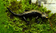 Salamandre Noire