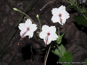 Mirabilis longiflora