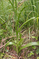 Gymnadenia conopsea ssp. conopsea