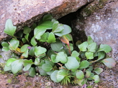 Cardamine bellidifolia var. bellidifolia