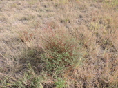 Oenothera calcicola