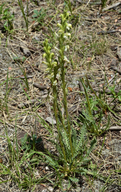 Pedicularis bracteosa var. paysoniana