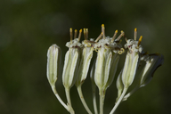 Arnoglossum plantagineum