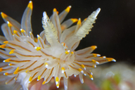 White-and-orange-tipped Nudibranch