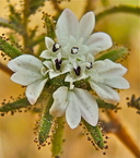 Hemizonia congesta ssp. calyculata