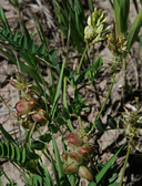Astragalus cicer