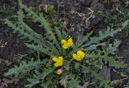 Camissonia breviflora