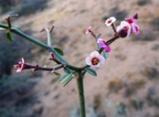Euphorbia xanti