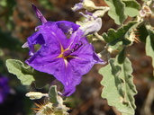 Solanum tridynamum