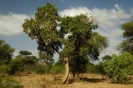 Lonchocarpus capassa
